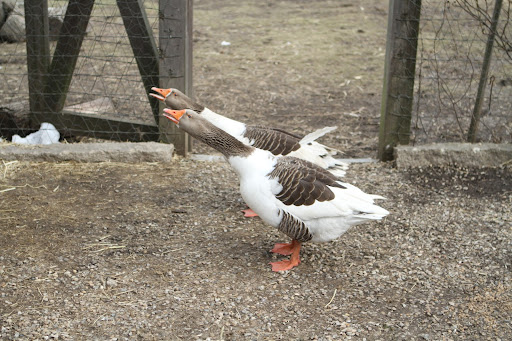The pair of Pomeranian geese scream for Phurba not to forget them. These geese are very protective of the flock and they will charge and attack intruders. They have a mean peck.