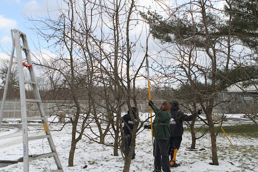 Danny and his team moved to the pear grove. Pear trees have a tendency of growing more upright than apple trees.