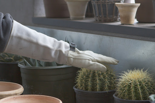 When working with cactus and other spiny plants, it's a very good idea to wear protective gloves that those spines can't penetrate. Ryan found a pair of long leather rose-cutting gloves.