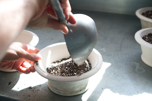And placed in the pots.