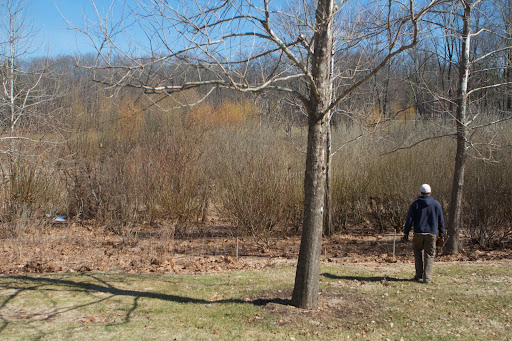 Last Friday, I asked my gardener, Ryan McCallister, to pick a lot of pussy willows (salix discolor, so that I could make a seasonal arrangement. My grove is located on the edge of the wetlands. These plants are extremely easy to multiply.