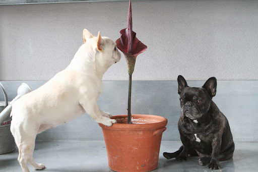 This beautiful and unusual plant has a not so beautiful smell. The girls explored and talked about it on their blog.
http://dailywag.marthastewart.com/2013/03/why-does-this-flower-smell-so-badly.html