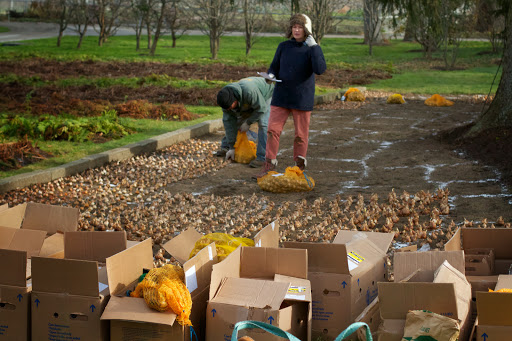 Preparing the bed required amending the poor, slightly sandy soil with bone meal, superphosphate, and rich compost.