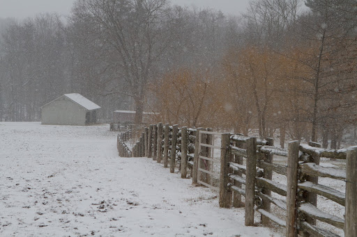 This is the horse run-in shed. The yellow of the weeping willow trees promises that spring isn't too far off in the future.