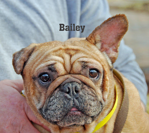 This is Bailey at intake. Like my other friends I can't be my warm wrinkly self without your help! I need a medical exam, a heart-worm check and vaccinations too! Please make a donation for me, xoxo Bailey.