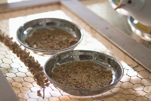 Just like any pet, to ensure a long and happy life, it's important to feed doves a varied and nutritious diet, and seeds are a big part of that diet.
