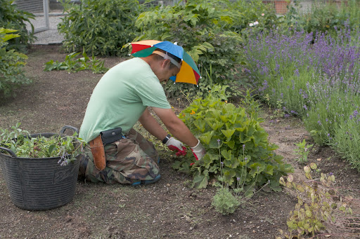 Chhiring was busy at work weeding and dead-heading in the cutting garden. He protects himself from the sun by wearing a humorous, but practical umbrella hat.