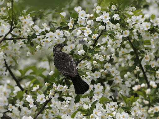 The males are well-known for their glossy-black feathers and bright red and yellow shoulder patches.
