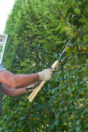 If you are using power shears and accidentally sneeze or move too fast, you can easily cut a big hole into a hedge. The also don't cut cleanly, fraying the ends of the branches.