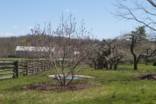 We walked past the purple flowering magnolia, the cement in-ground birdbath (which is original to the farm), and a double row of nicely pruned ancient apple trees.
