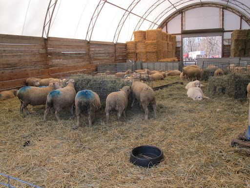 There are 23-acres of pasture and Finn-Dorset sheep are the primary grazers. When the grass is growing from May through November, most of the animals are grass-fed and maintained in a rotational grazing system. The livestock is brought indoors during winter.