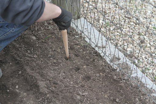 All peas, even the dwarf varieties, grow best with support. Peas are more productive and less susceptible to diseases when given some support, like a fence or trellis.