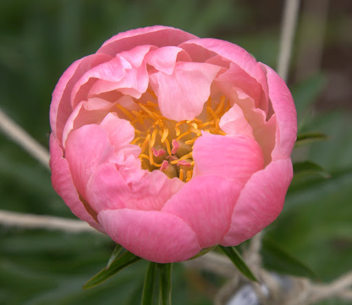 This bright pink flower would be so pretty in an arrangement.