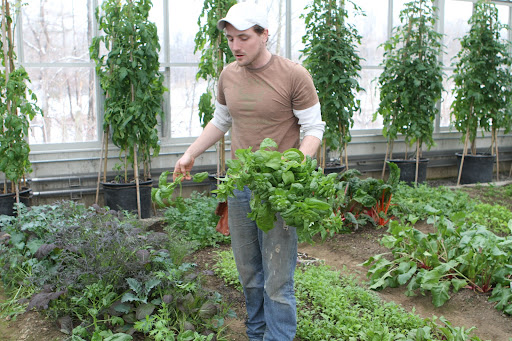 Ryan always makes sure that there is plenty of leafy spinach growing throughout the winter. Spinach is an essential ingredient of my juice.
