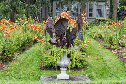 This beautiful urn is planted with purple alocasia and chartreuse trailing lysimachia. The tiger lily gardens have been fantastic this year, attracting many butterflies and hummingbirds.