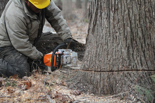 Pete chainsawed it as close to the ground as possible.