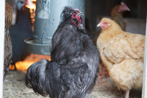 Each year I order forty or so birds from hatcheries to reinvigorate the flock with young blood. As the older hens and cockerels outlive their service, we have a coq au vin or a fricassee dinner.