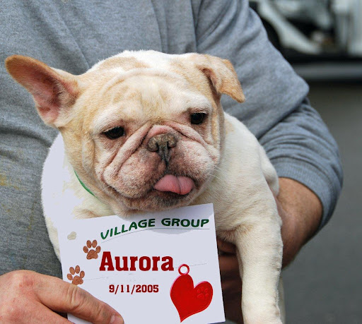 This is Aurora on intake day after she was given a bath. Aurora came to us with infected ears, skin, face folds, and bad teeth. Her emotions were ragged!