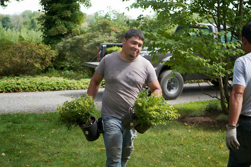 The Tide Hill boxwood was intended for the garden behind the summer house, which is a work in progress.
