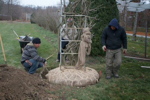 The vines are twisted around the trellis that supported it in East Hampton. The plan is to build a new pergola in the spring for the wisteria to grow upon. When that happens, the metal trellis will be cut away.