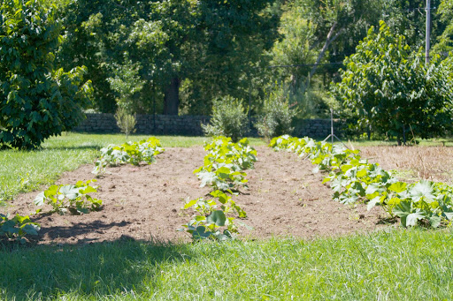This is the garden where the hardneck garlic was recently harvested. Ryan replanted it with pumpkins and gourds for autumn baking and decorations.