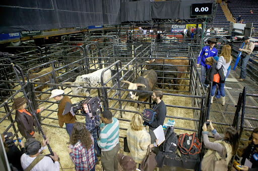 These animal athletes are from ranches from across the country. The PBR has strict rules for the feeding, travel, and care of the bulls that tour with the PBR.