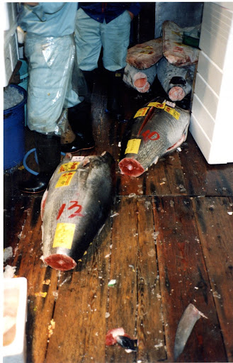 The tuna auction happens every morning, at 5am, except for Sunday, when the market is closed.