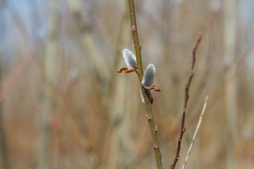 You can also plant cuttings directly into the ground in the spring, where they should eventually root.
