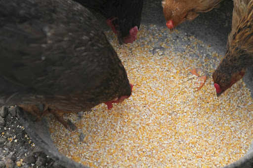 Since then, I've always had enough egg-laying hens to provide me and my family with fresh, nutritious, organic eggs on a year-round basis.
