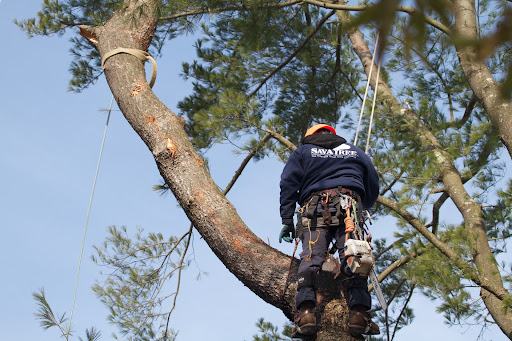Climbing and working in trees is a dangerous occupation and it demands specialized equipment and skills.