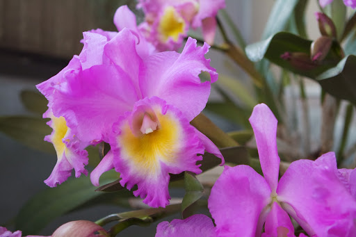 Just a minute in the freezing cold could ruin the blooms of this tropical plant. There were 17 fragrant blossoms and more to come!