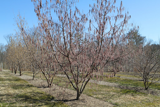 I have a small grove of hazelnut trees near the greenhouse that are quite prolific. The trouble is, so are the squirrels!