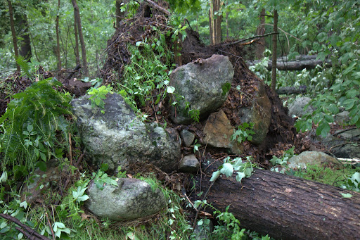 This tree was pulled right out of the ground along with large boulders and the surrounding flora.
