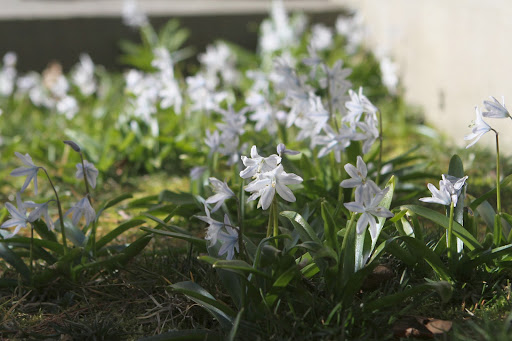 Across the drive, a thicket of scilla, perennials in the hyacinth family, are blooming next to a door step.