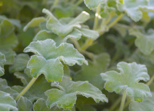 A closeup