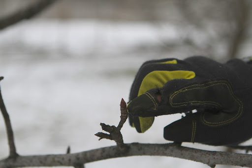 Danny pointed to a fruiting bud, the interior of which contains the future blossom. Branches with this type of growth are kept on the tree.