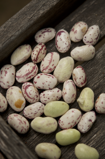 These are speckled cranberry beans.