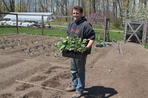 Ryan grew beautiful brassicas from seed. Here he is carrying a flat of cauliflower Snow Crown, which forms a large white head.
