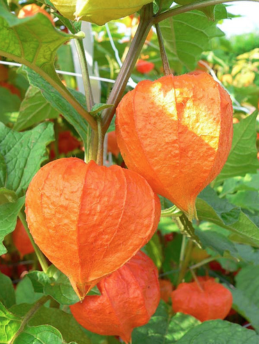 Chinese Lanterns are grown for the 2-inch wide papery pods or