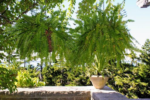 Ferns hang from the inside of the pergola.