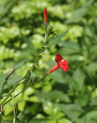 This beautiful plant is cardinal vine, a fast growing and vigorous annual that's very easy to train on trellis or fence. You can find it at your local nursery or, if you're feeling more ambition, grow it from seed, as Charlie did.