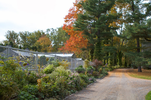 This is an autumn scene behind the greenhouse - the bright orange foliage of a sugar maple and a carpet of fallen golden brown needles from the tall white pine.