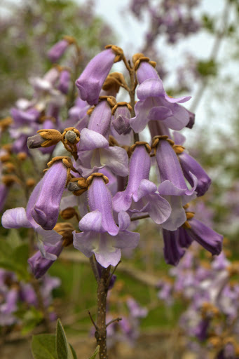 The long tubular flowers resemble a foxglove flower, which is why some people call the Paulownia the Foxglove tree. The tree was actually named in honor of the Grand Duchess Anna Pavlovna of Russia.