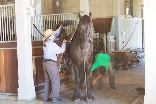 Dorji Sherpa is now assisting in the stable. Friesians are graceful and nimble for their size and it's believed that ancestors of this breed were in great demand during the Middle Ages as war horses.
