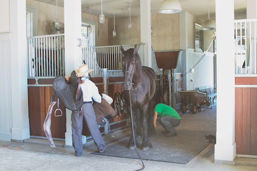 Meindert, who suffers from arthritis, was being saddled up by Betsy, my stable manager. Betsy is good about exercising Meindert regularly and gently.