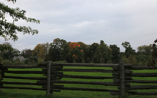 Another look at that changing maple - It rather glows in the landscape.