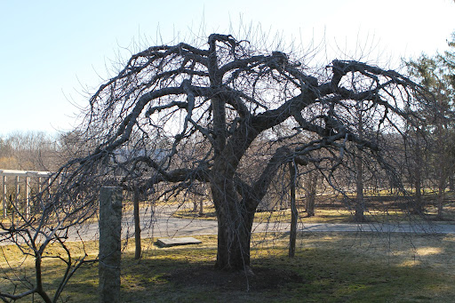 The last snowfall has finally melted and it's really beginning to feel and look like spring may finally be here. This is one of the old apple trees here on the farm. I just love its form, which will soon be covered with blossoms and leaves.