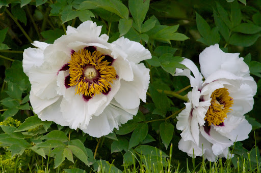 These amazing flowers are tree peonies, which do not die back to the ground in the autumn. Like a rose bush, tree peonies drop their leaves and their woody stems stand through the winter.