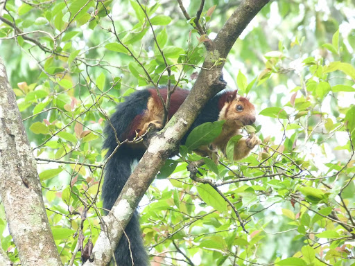 Midway through the walk we were lucky to spot a Malabar Giant Squirrel. It lives in the canopy and rarely leaves the trees. Adult Giant Squirrels have bodies around 14-inches long, with 2-foot-long tails. Apparently this was a very rare spotting, as they are shy animals.