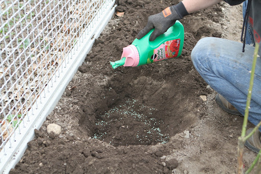 Once the proper position has been determined, remove the rose and add some Shake 'n Feed, or other rose food.